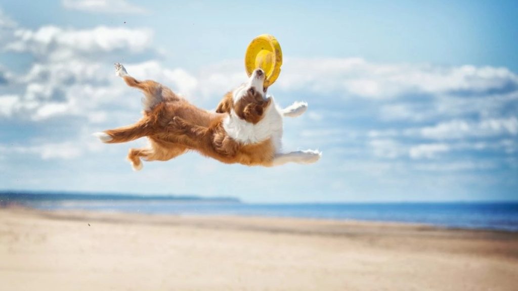 lososovo olje dodajte v pasjo hrano