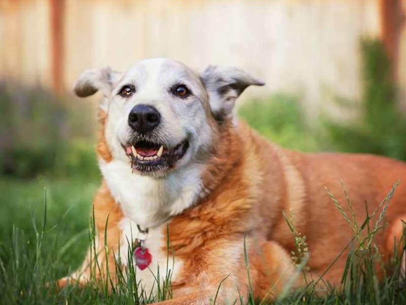 Glukozamin za pse je izvrstna izbira prehranskega dopolnila za živali